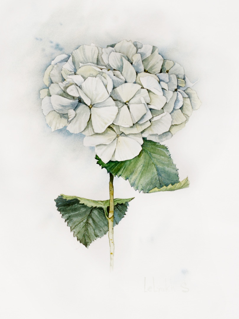 White-Hydrangea.jpg, Painting by S Lelyukh | ArtMajeur