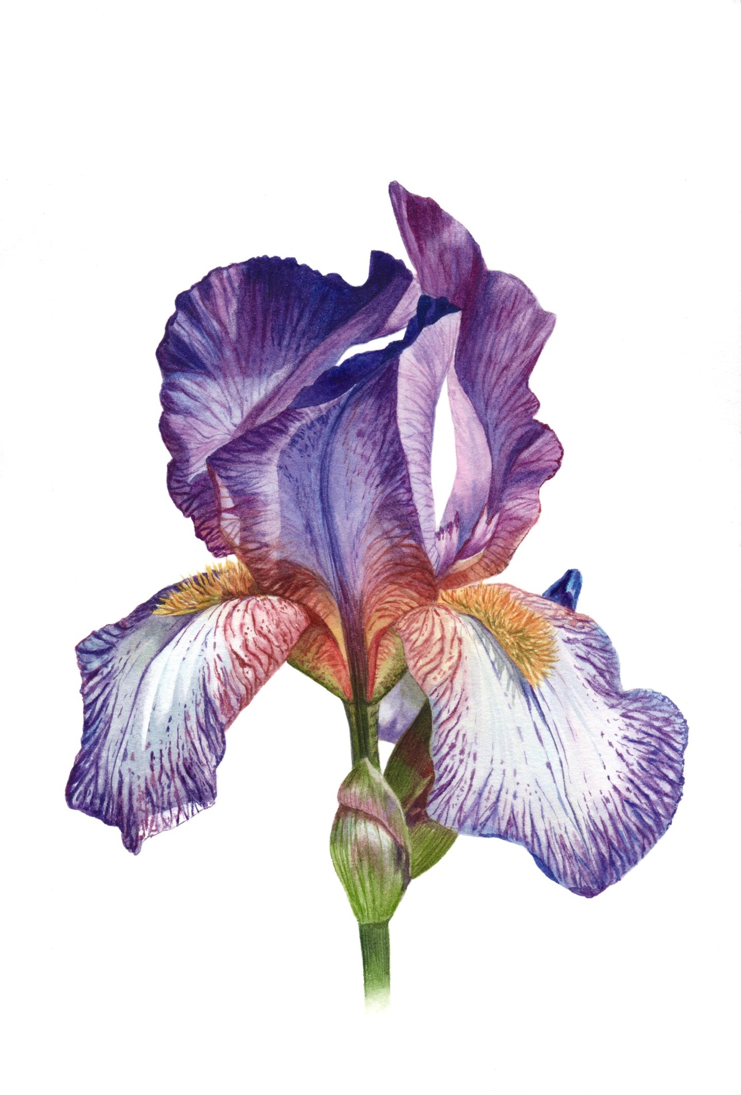 Iris Flower Botanical Painting, 絵画 Kseniia Tikhomirova