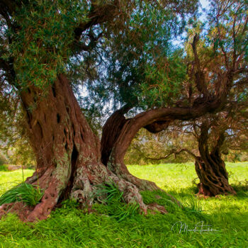 Photography titled "Old olive tree - 2" by Manolis Tsantakis, Original Artwork, Digital Photography