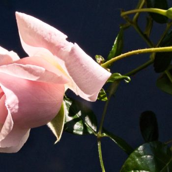 "Rose rose (7424)" başlıklı Fotoğraf Michel Akli tarafından, Orijinal sanat, Dijital Fotoğrafçılık