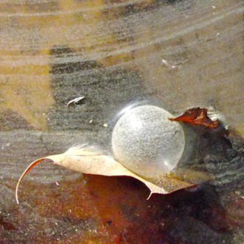 Photography titled "MACRO NATURE IX - "…" by Curtis H. Jones, Original Artwork, Digital Photography Mounted on Wood Stretche…