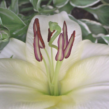 「FLOWER III: "Pure W…」というタイトルの写真撮影 Curtis H. Jonesによって, オリジナルのアートワーク, デジタル ウッドストレッチャーフレームにマウント