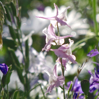 Φωτογραφία με τίτλο "FLOWER XII, "WIldfl…" από Curtis H. Jones, Αυθεντικά έργα τέχνης, Ψηφιακή φωτογραφία