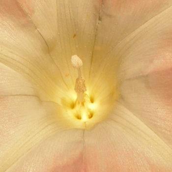 Photography titled "FLOWER VII: "Radian…" by Curtis H. Jones, Original Artwork, Digital Photography Mounted on Wood Stretche…