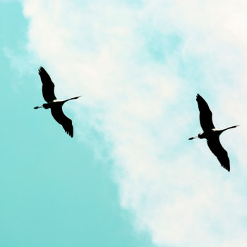 Fotografía titulada "Crane(s) V" por Tal Paz-Fridman, Obra de arte original, Fotografía digital