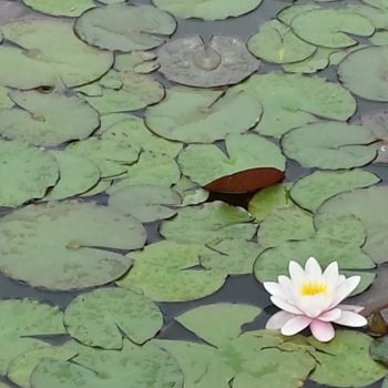 Photography titled "Water Lily photo by…" by Jorge Gallardo, Original Artwork