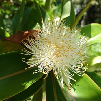 Photography titled "La fleur du bois pu…" by Jérémie Lauret, Original Artwork