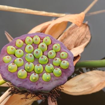 Photography titled "Graine de nénuphar." by Jérémie Lauret, Original Artwork