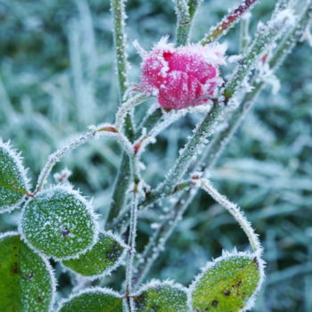 Photography titled "Givre" by Miodrag Aubertin, Original Artwork