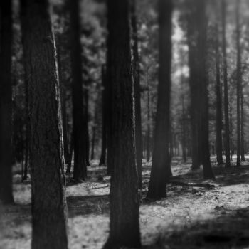 摄影 标题为“"A Forest"” 由Michael C Bertsch, 原创艺术品