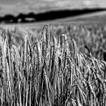Photographie intitulée "Paysage Comminges N…" par Nicolas Bernié, Œuvre d'art originale