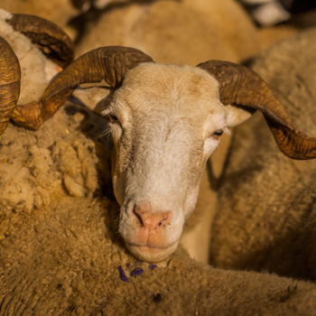 Photographie intitulée "Transhumance" par Nicolas Bernié, Œuvre d'art originale
