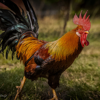 Photographie intitulée "Le Gaulois" par Nicolas Bernié, Œuvre d'art originale
