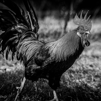 Photographie intitulée "Le Gaulois n&b" par Nicolas Bernié, Œuvre d'art originale