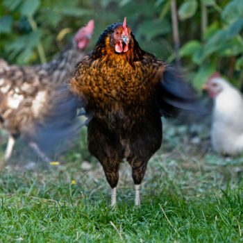 Photographie intitulée "Battement de Poule" par Nicolas Bernié, Œuvre d'art originale
