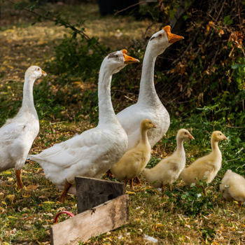 Photographie intitulée "Marco Familly" par Nicolas Bernié, Œuvre d'art originale