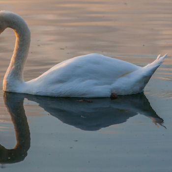 Photographie intitulée "Saturnin" par Nicolas Bernié, Œuvre d'art originale