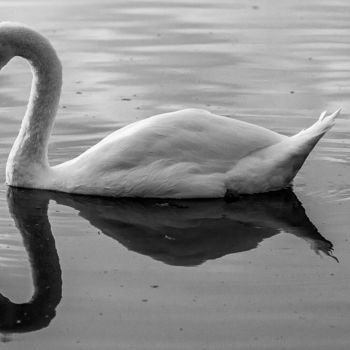 Photographie intitulée "Saturnin n&b" par Nicolas Bernié, Œuvre d'art originale