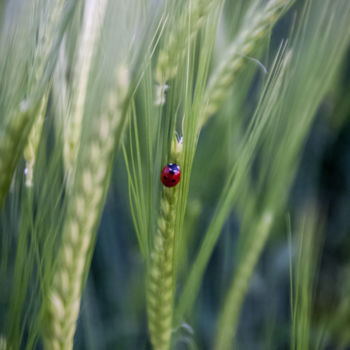 Photographie intitulée "La coccinelle" par Nicolas Bernié, Œuvre d'art originale