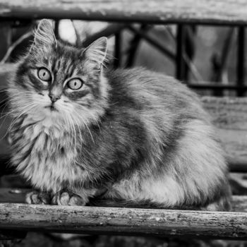 Photographie intitulée "Chat n&b" par Nicolas Bernié, Œuvre d'art originale