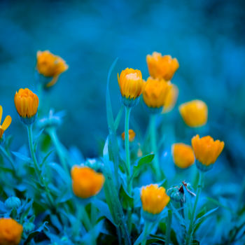 Photographie intitulée "Flowers" par Nicolas Bernié, Œuvre d'art originale