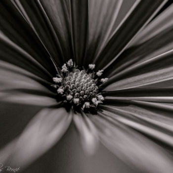 Photographie intitulée "Pistil de fleur" par Nicolas Bernié, Œuvre d'art originale