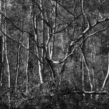 摄影 标题为“Série forêts 4” 由Jean-Michel Armand, 原创艺术品
