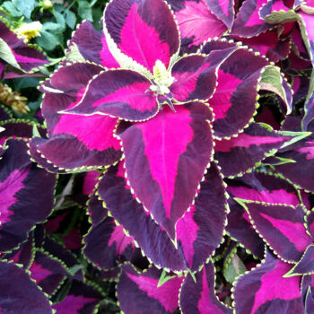 Photography titled "Fuchsia and Purple…" by China Alicia Rivera, Original Artwork