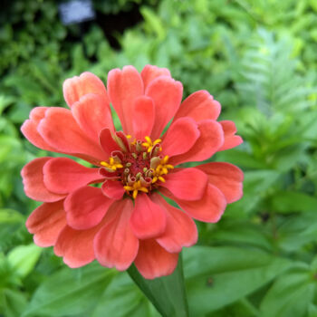 Photography titled "Pink Flower" by China Alicia Rivera, Original Artwork