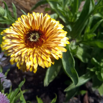 Photography titled "Yellow Flower" by China Alicia Rivera, Original Artwork