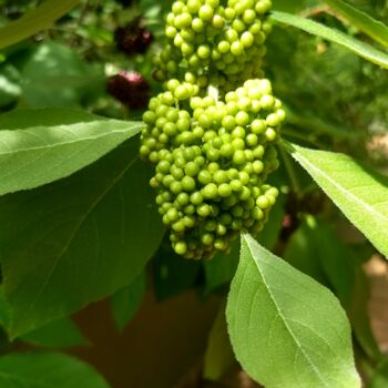 Photography titled "Green Berries" by China Alicia Rivera, Original Artwork, Non Manipulated Photography