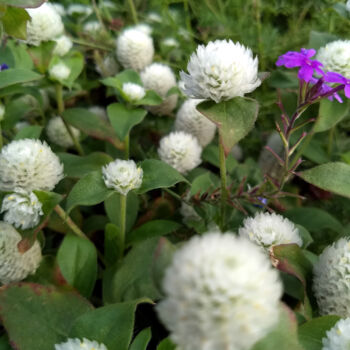 Photography titled "White Flowers" by China Alicia Rivera, Original Artwork, Non Manipulated Photography