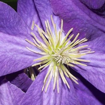 摄影 标题为“FLOWER VI: "Purple…” 由Curtis H. Jones, 原创艺术品, 数码摄影 安装在木质担架架上