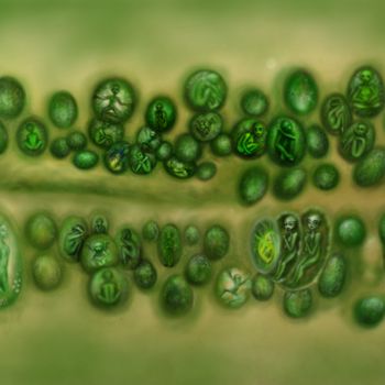 Arts numériques intitulée "Lifecycle" par Lina Haas, Œuvre d'art originale, Peinture numérique