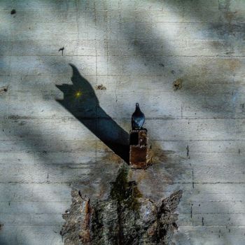 Fotografía titulada "LE PIGEON VOYAGEUR…" por Blaise Lavenex, Obra de arte original