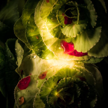 Photography titled "Le sang des fleurs…" by Pierre Duquoc, Original Artwork, Digital Photography