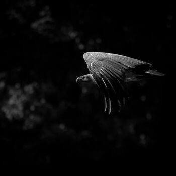 Photography titled "le vautour" by Pascal Pierre, Original Artwork