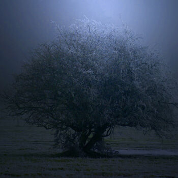 Photography titled "l'arbre" by Pascal Pierre, Original Artwork, Digital Photography