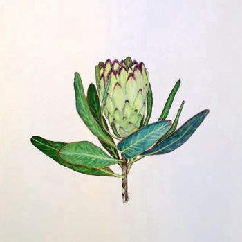 Peinture intitulée "PROTEA NERIIFOLIA'…" par Jing Tian, Œuvre d'art originale, Aquarelle