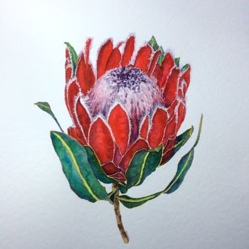Peinture intitulée "Protea red" par Jing Tian, Œuvre d'art originale, Aquarelle