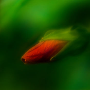 「Hibiscus Bud」というタイトルの写真撮影 Travis Burgessによって, オリジナルのアートワーク