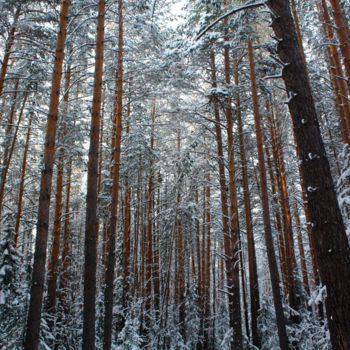 Photography titled "Winter Pine Forest" by Sergei Smv, Original Artwork