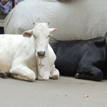 Photographie intitulée "Gao Mata - 2 vaches…" par Guylaine Bisson (GuyL'ART), Œuvre d'art originale