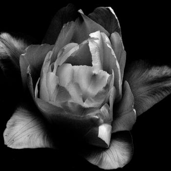 "Peony Blossom Monoc…" başlıklı Fotoğraf Bavosi Photoart tarafından, Orijinal sanat, Dijital Fotoğrafçılık