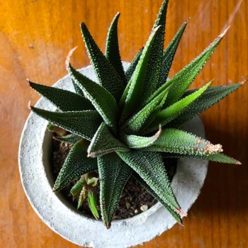 Fotografia intitulada "img-5157.jpg" por Christine Membrez, Obras de arte originais