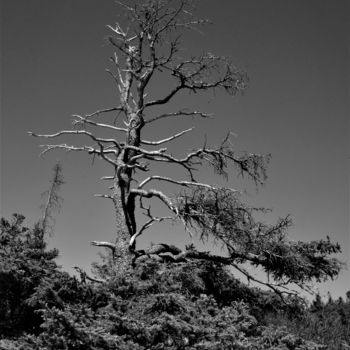 "Schoodic Point Pine" başlıklı Fotoğraf Bavosi Photoart tarafından, Orijinal sanat, Dijital Fotoğrafçılık