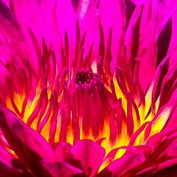 Fotografia intitolato "Nymphaea In Magenta" da Patrick O'Brien, Opera d'arte originale, Fotografia digitale