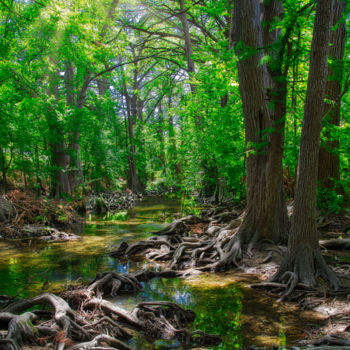 Fotografia intitolato "Cibolo Creek TX" da Patrick O'Brien, Opera d'arte originale, Fotografia digitale
