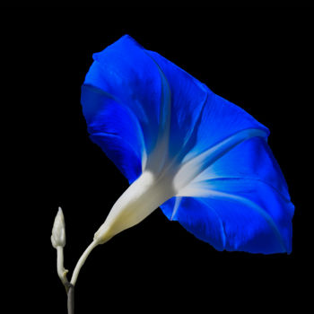 Fotografia intitolato "Blue Iponomea" da Patrick O'Brien, Opera d'arte originale, Fotografia digitale