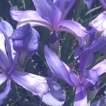 Photography titled "FLOWER ART X - "Pur…" by Curtis H. Jones, Original Artwork, Digital Photography Mounted on Wood Stretche…